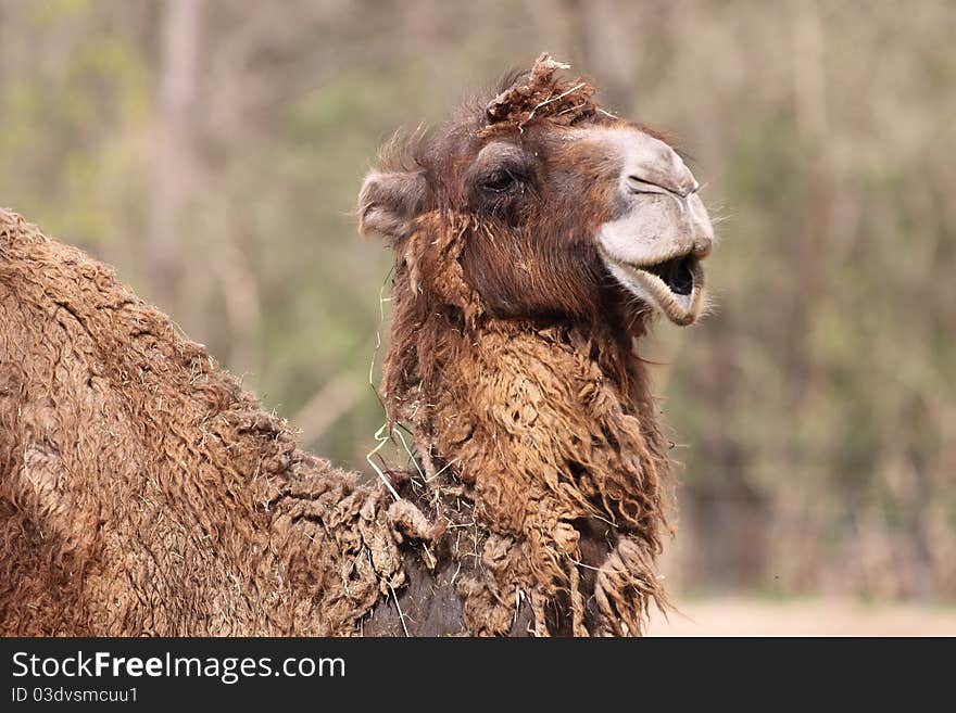 The detail of bactrian camel (camelus bactrianus). The detail of bactrian camel (camelus bactrianus).