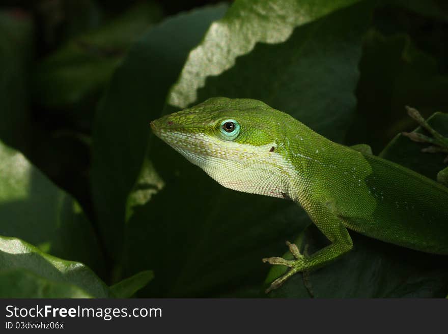 Closeup photo of a green anole lizard among the leaves of a bush. Closeup photo of a green anole lizard among the leaves of a bush.