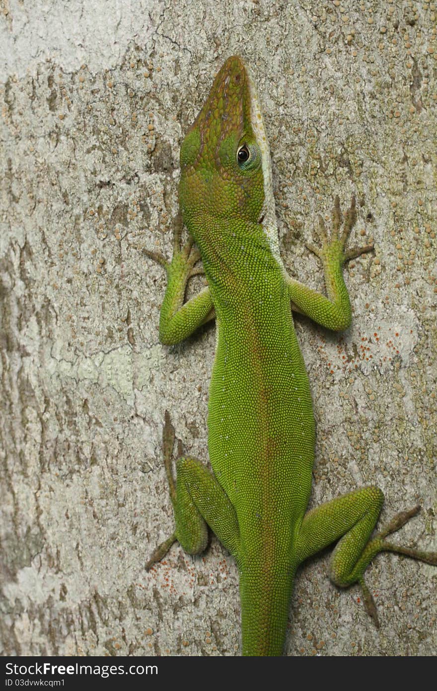 Green Lizard