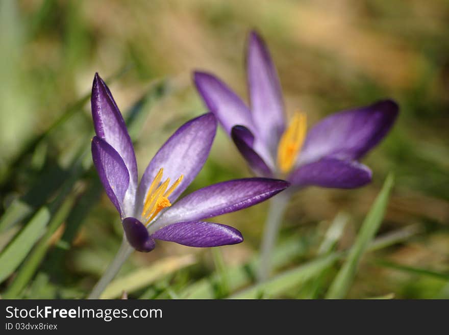 Crocus flower petal bloom in garden at springtime