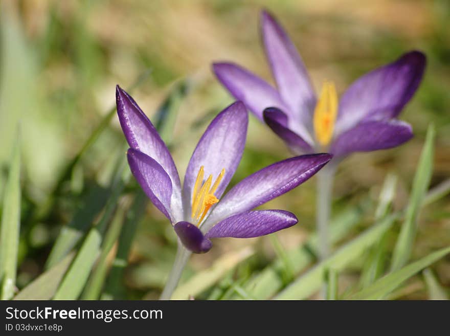 Crocus flower petal bloom in garden at springtime