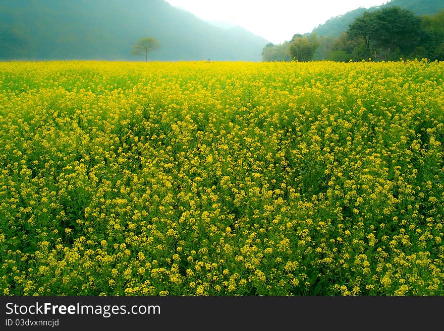 Rassica capestris in conghua GZ China