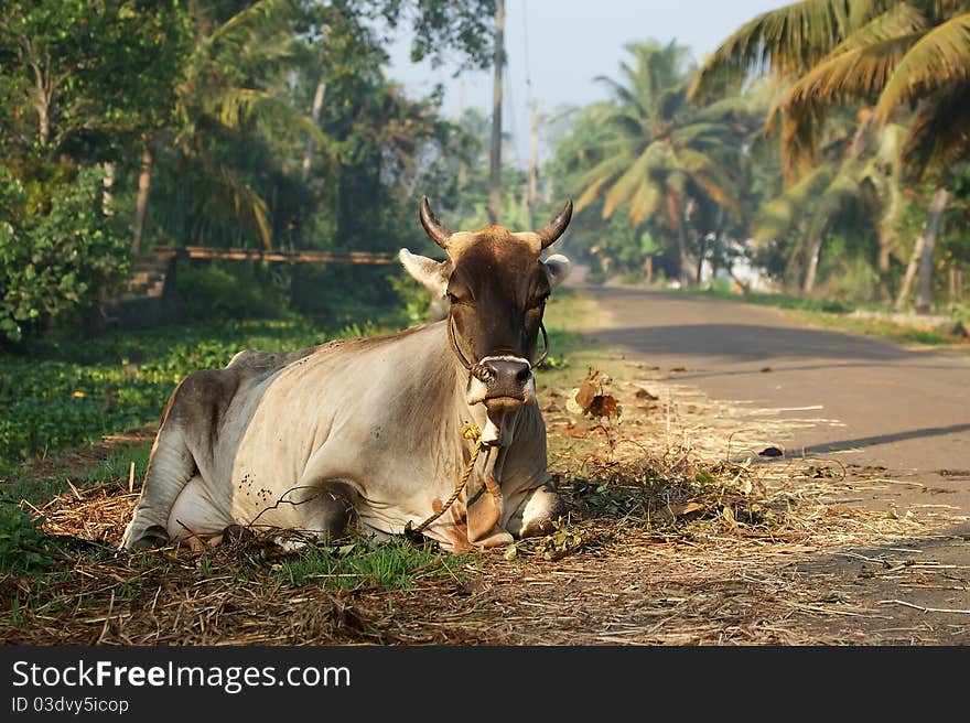 Portrait of the sacred cows of India, Kerala, South India