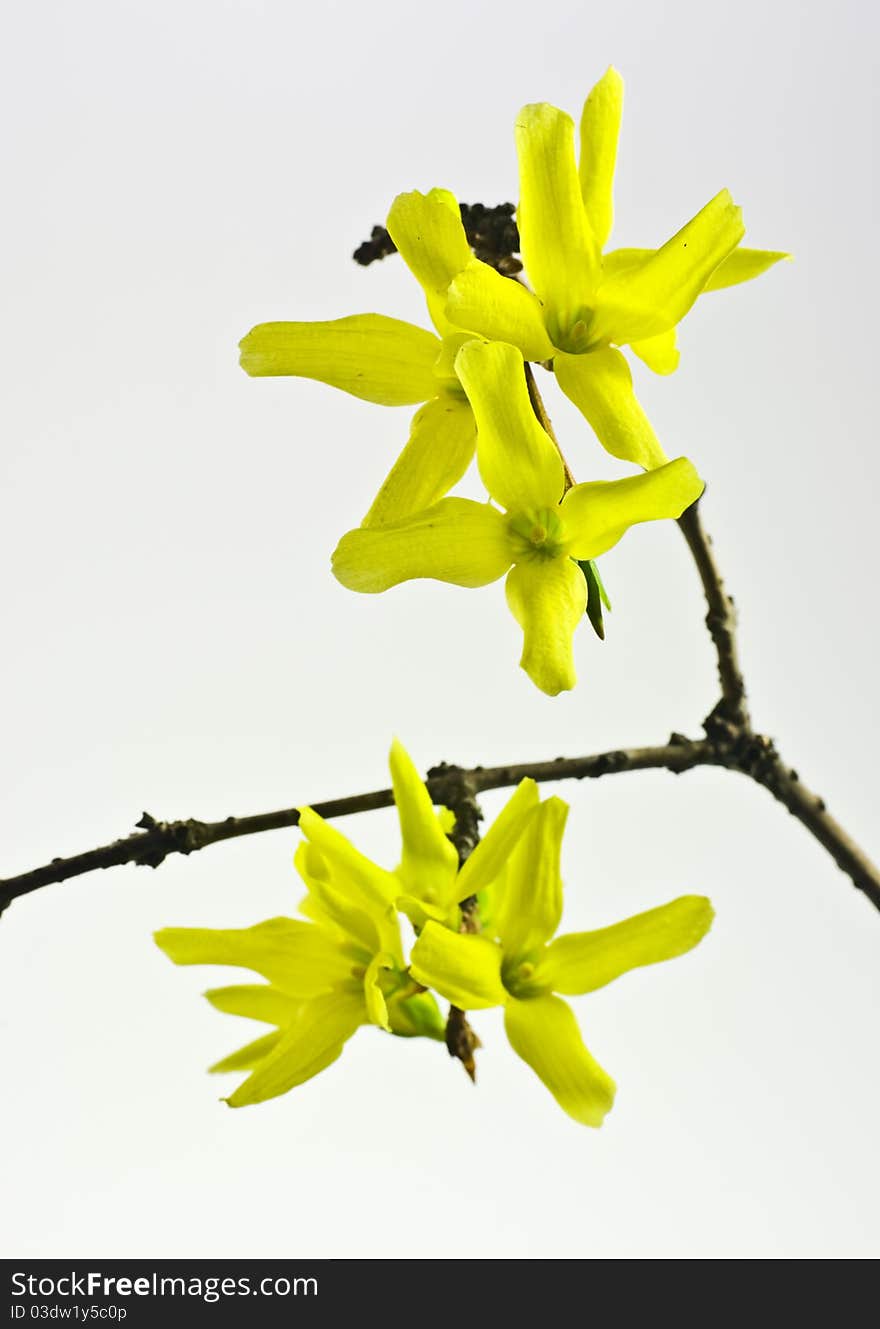 Forsythia Flowers