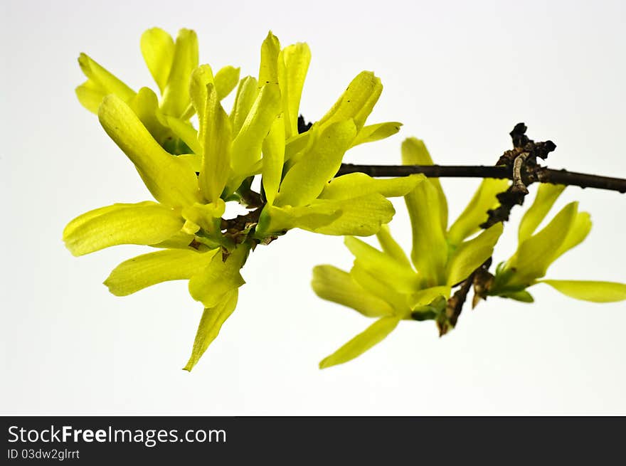 Forsythia flowers