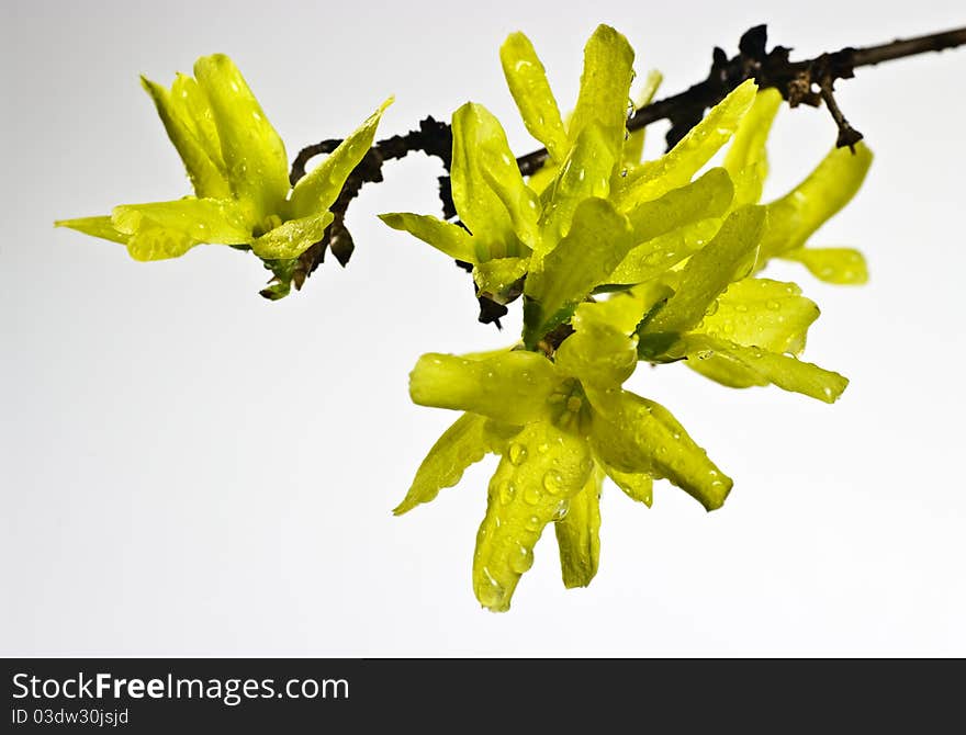 Forsythia flowers