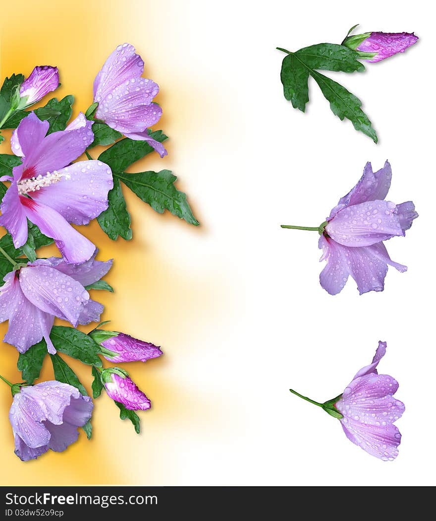 Composition of photo violet hibiscus and their segments. Composition of photo violet hibiscus and their segments