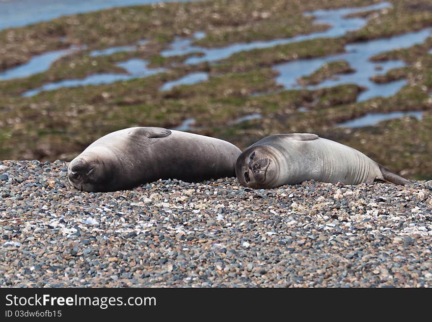 Very young sea lions resting on a beach. Very young sea lions resting on a beach