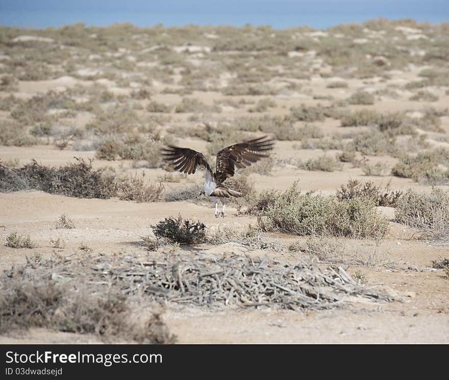 Osprey Flying Over Bushes