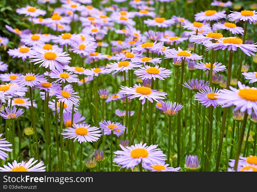 Meadow with purple daisies flowers