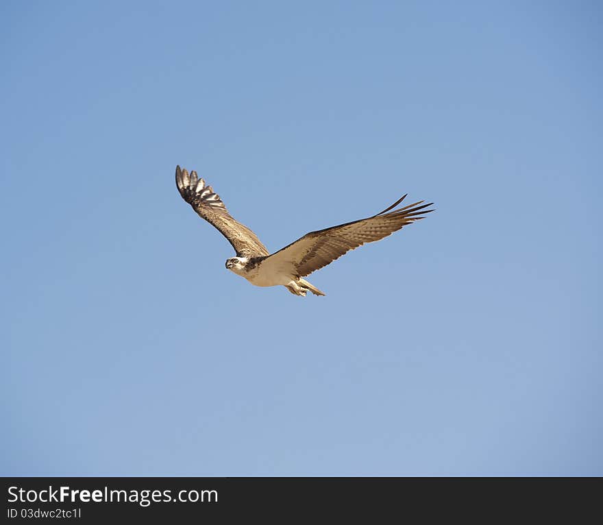 Large Osprey In Flight