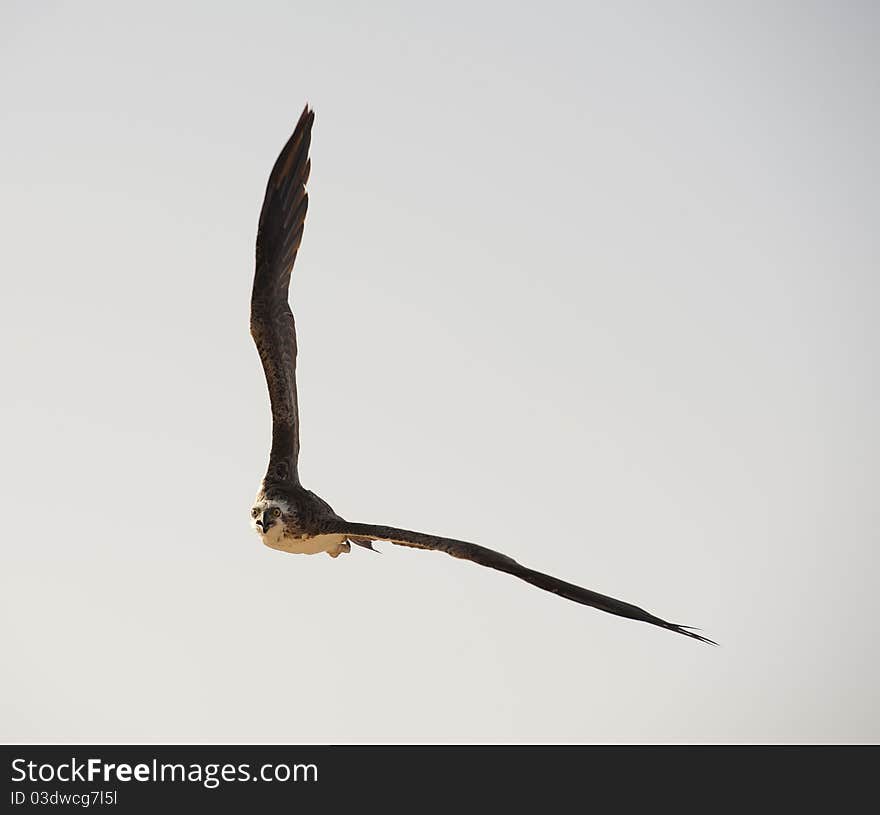 Large Osprey bird in flight with its wings spread. Large Osprey bird in flight with its wings spread