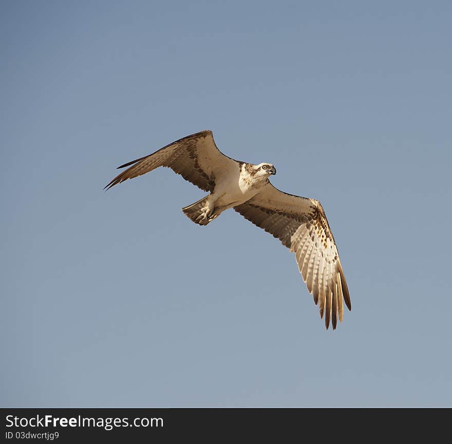 Large Osprey in flight