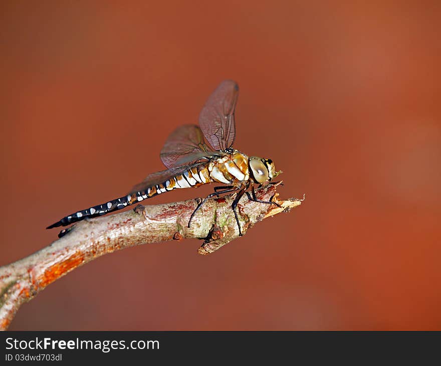 Dragonfly close up on a branch with a rusty steel cart as the background. Dragonfly close up on a branch with a rusty steel cart as the background