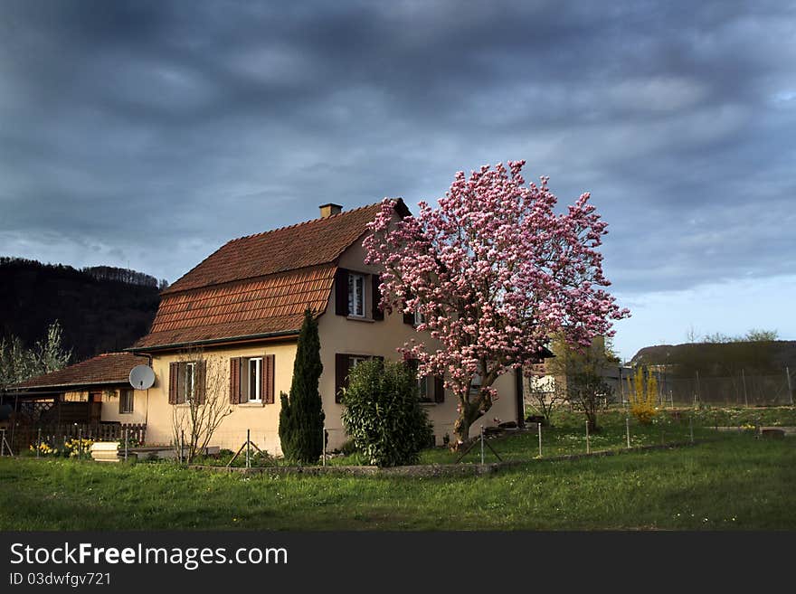 Old House  with a  small garden and tree of magnolia. Old House  with a  small garden and tree of magnolia