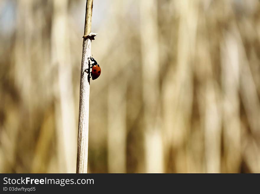 A ladybug moving up on stalk of wheat