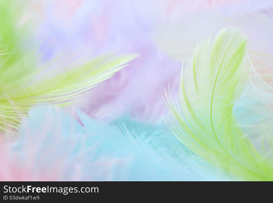 Background for design with soft colorfull feathers. Background for design with soft colorfull feathers