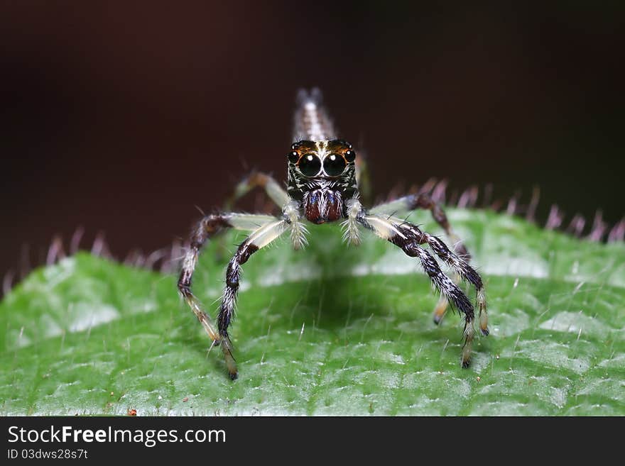 Jump spider in action on the green leaf