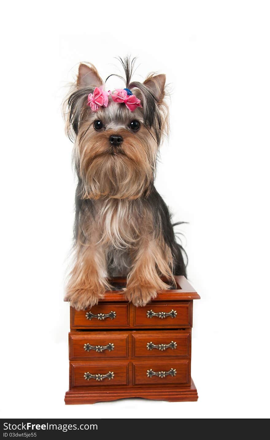 Portrait of the yorkshire terrier and dresse