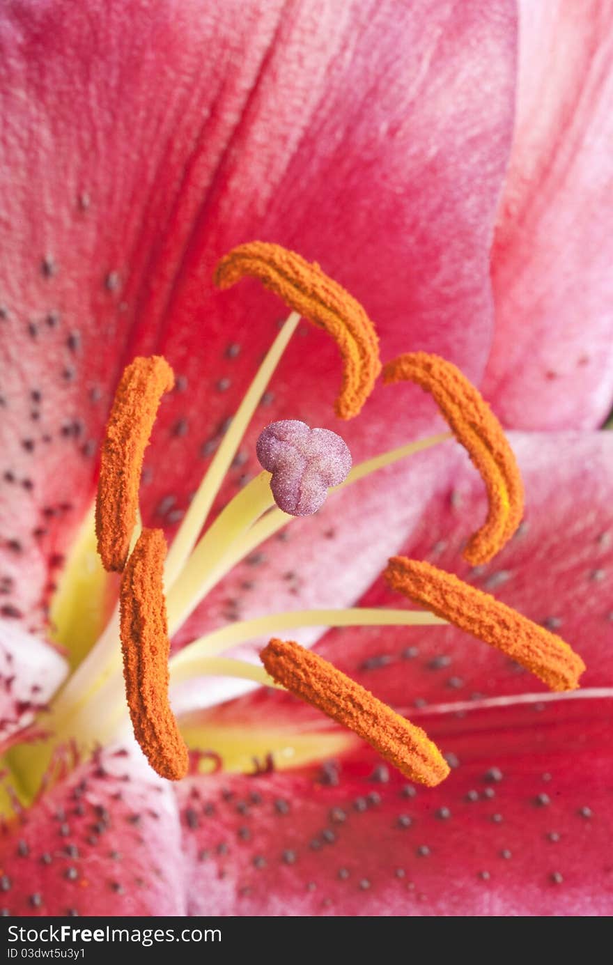 Dark Pink Lily