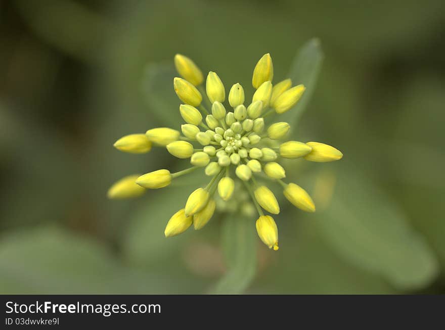 Rassica capestris in conghua guangzhou China