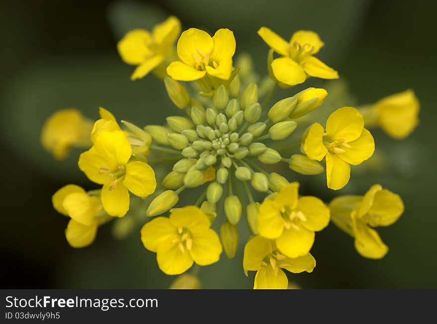 Rassica capestris in conghua Guangzhou China