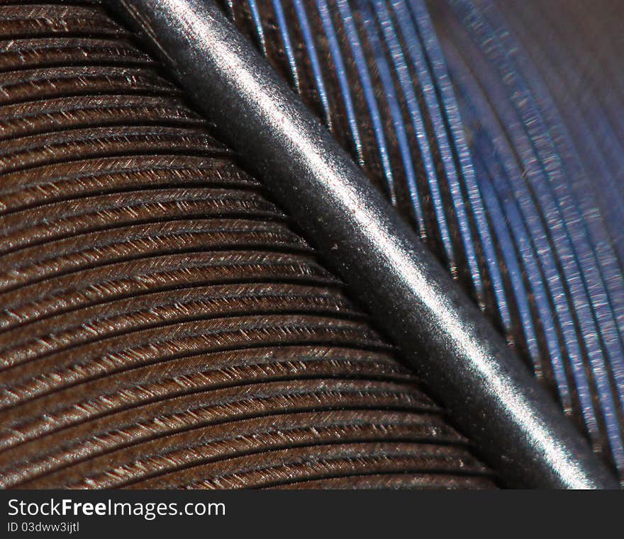 Detail of a blue jay feather.