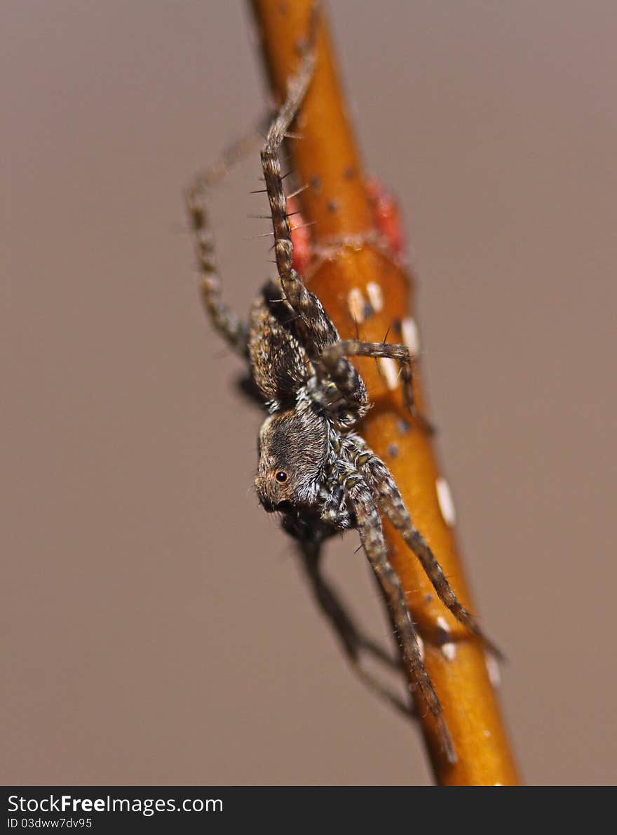 A wolf spider on a twig in a swamp. A wolf spider on a twig in a swamp.