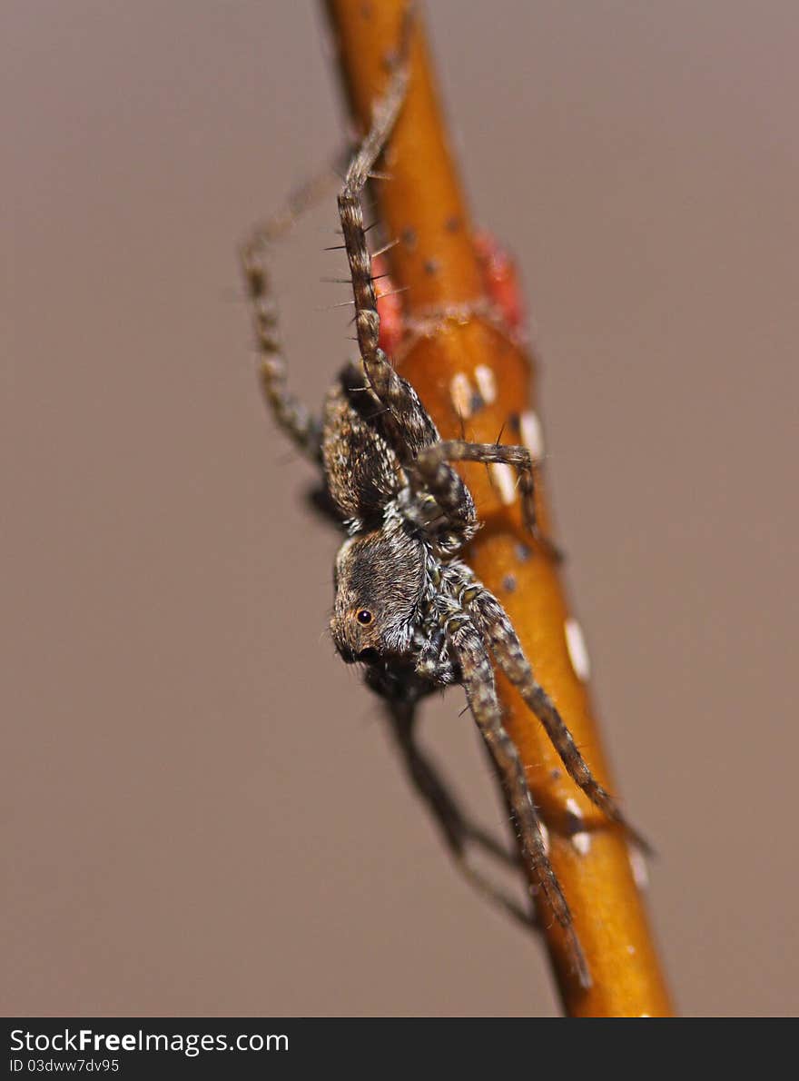 Spider on twig