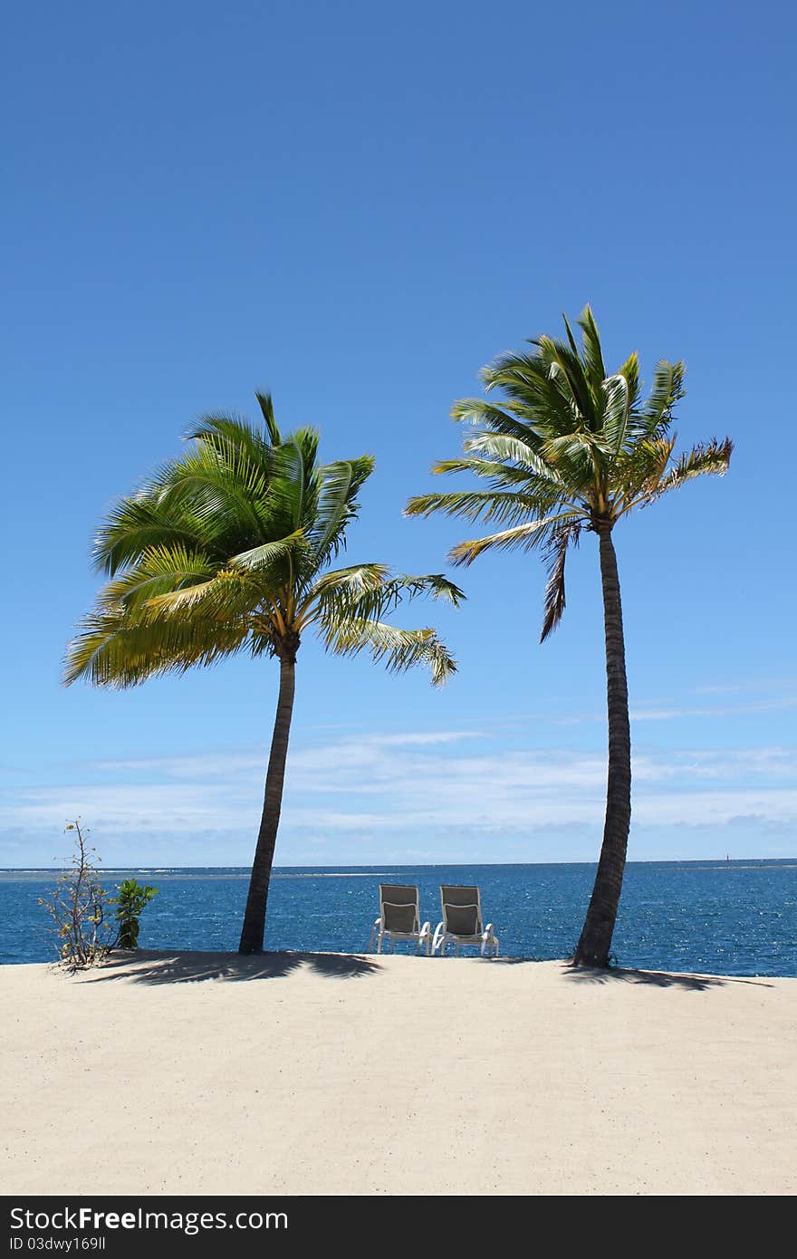 Two seats under the palm trees in front of the sea