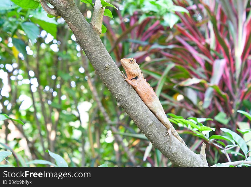 A lizard relaxes on a branch