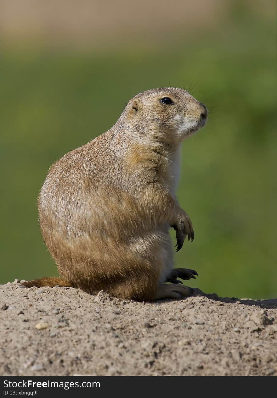 Prairie Dog sits and watches at full alert.