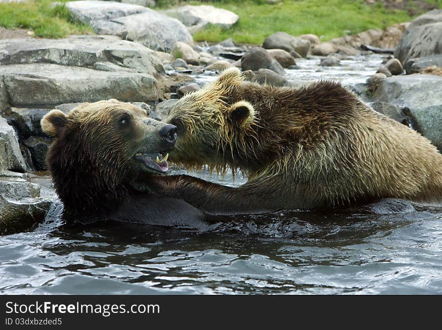 Grizzly (Brown) Bear Fight