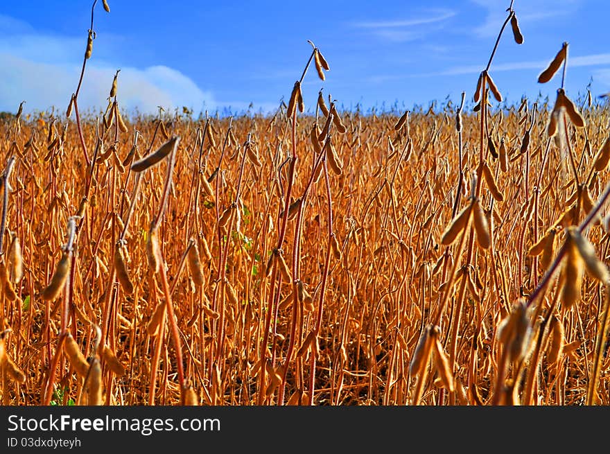 Field beans