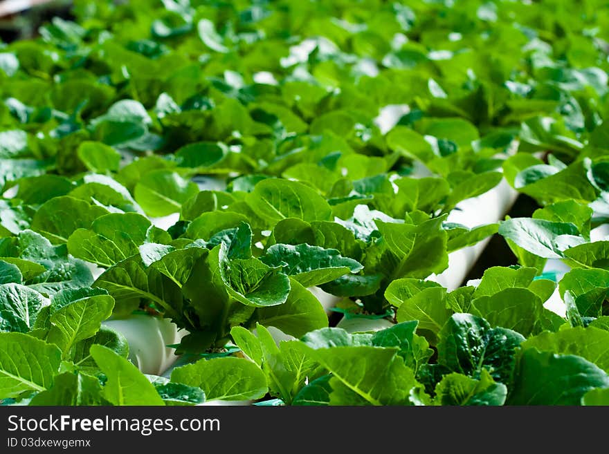 Hydroponic vegetable