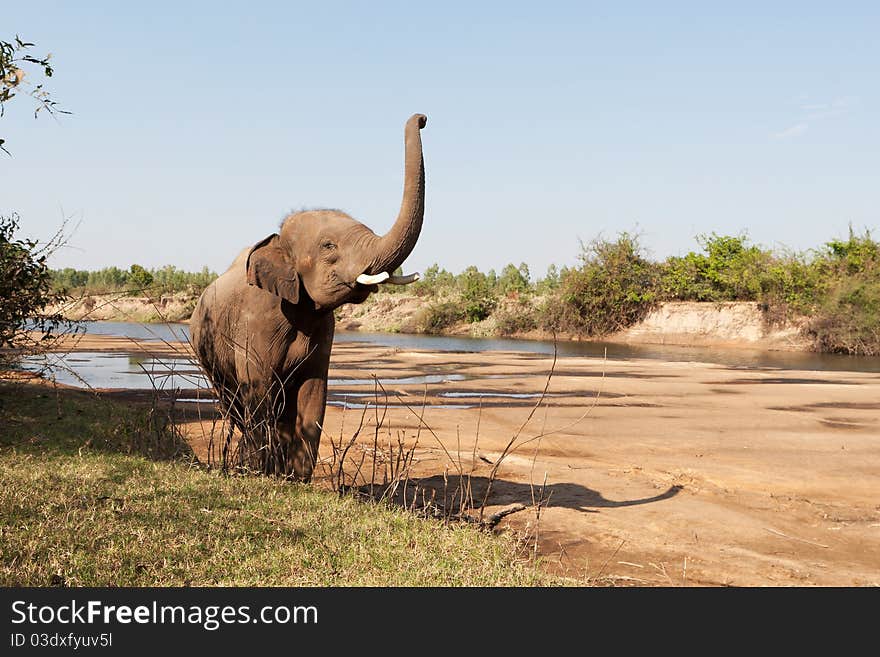 Elephant in the wilderness, mammal walking in the nature