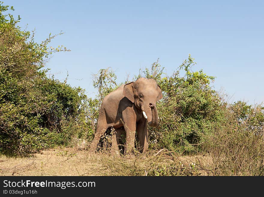 Elephant in the wilderness, mammal walking in the nature