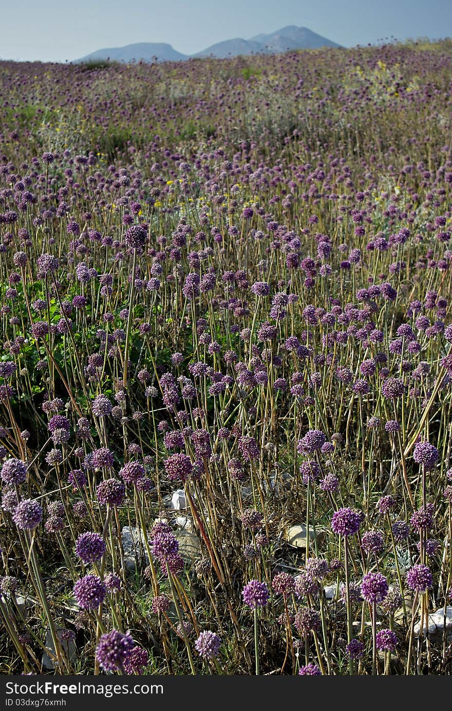 A field with purple weed and high mountain in blurry background.