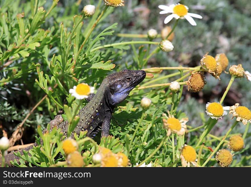 Canaria Lizard