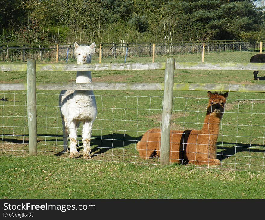 Alpacas On A Farm. Vicugna Pacos.