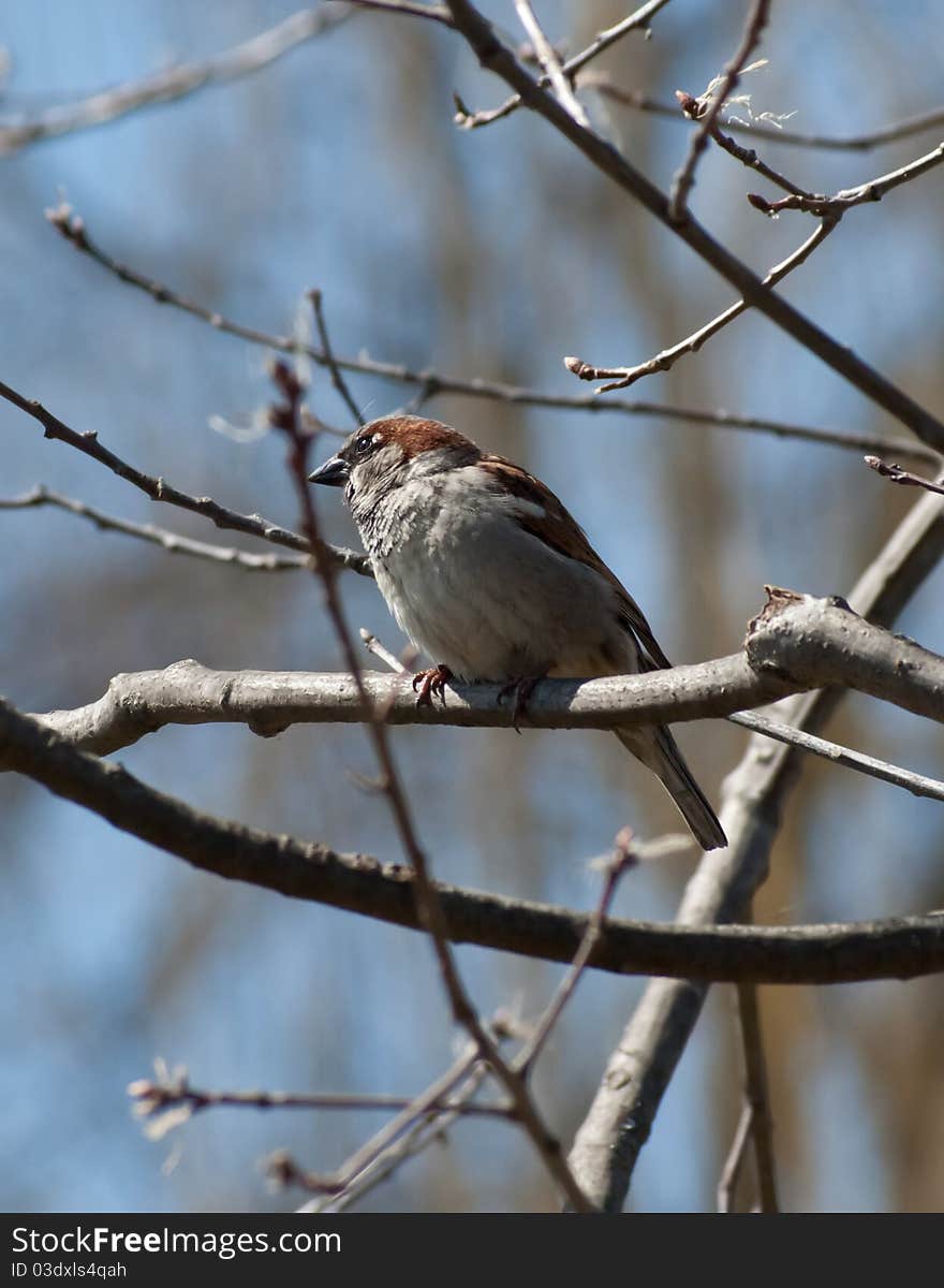 Male house sparrow