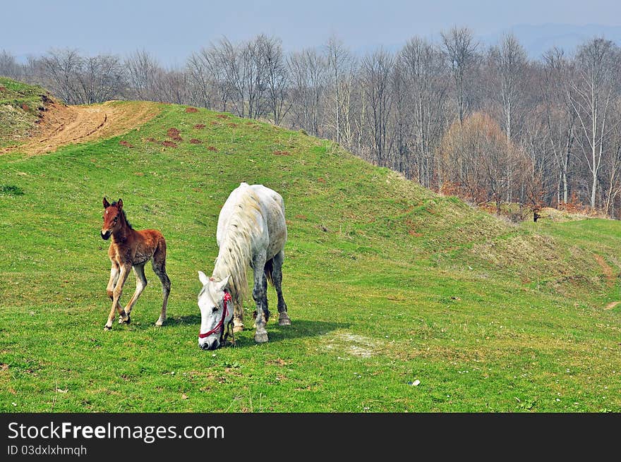 White horse and son on the field. White horse and son on the field