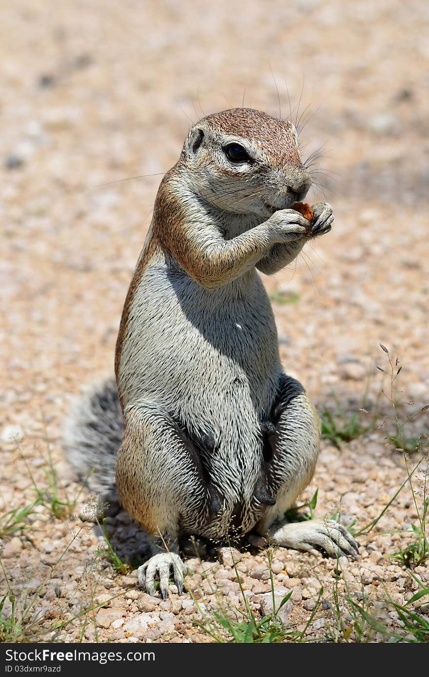 Ground squirrel in Etosha national park,Namibia