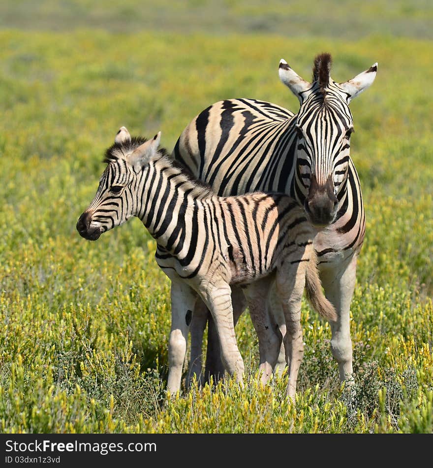 Photo of young zebra in national park Etosha in Namibia. Photo of young zebra in national park Etosha in Namibia