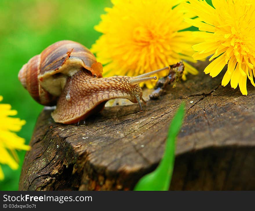 Snail on a stump on a background of green grass