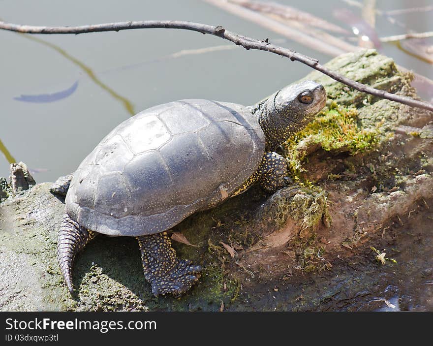 Turtle basking in sunlight on a lake shore