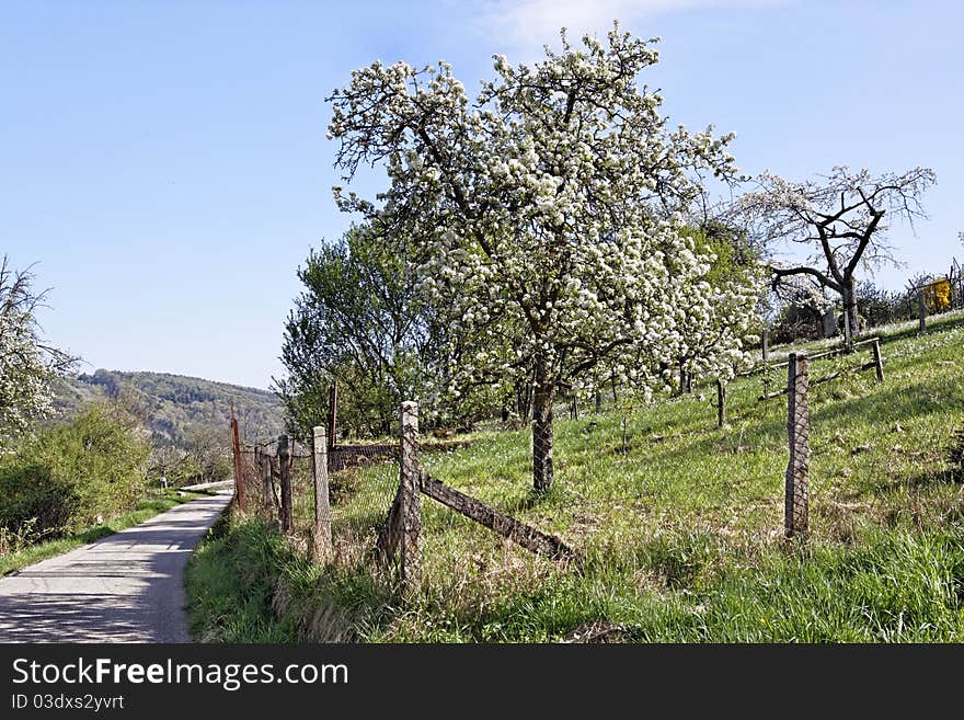 Tree With Flowers