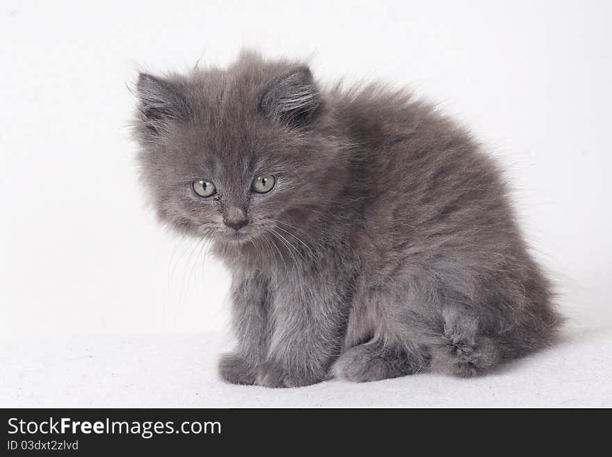 Grey black kitten isolated on a white background. Grey black kitten isolated on a white background