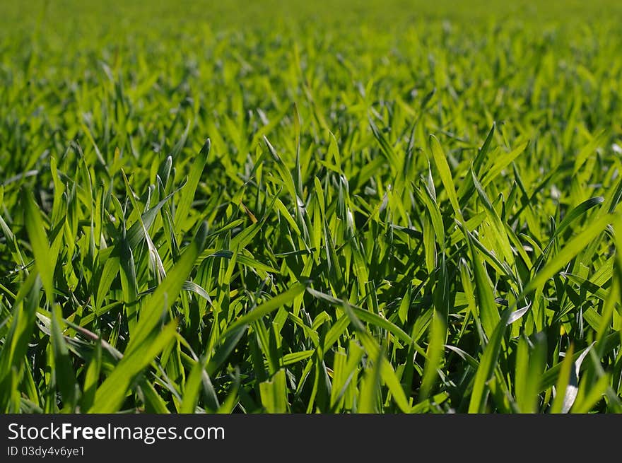 Photo of the Green grass