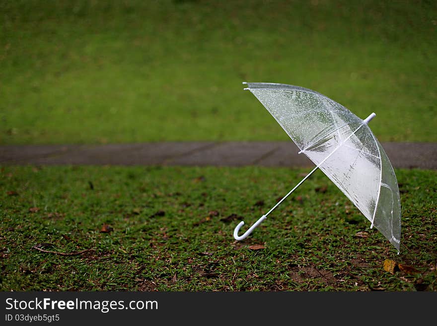 Transparent umbrella on a field